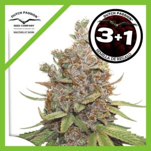 Pack Dutch Passion Glueberry OG Auto X3+1