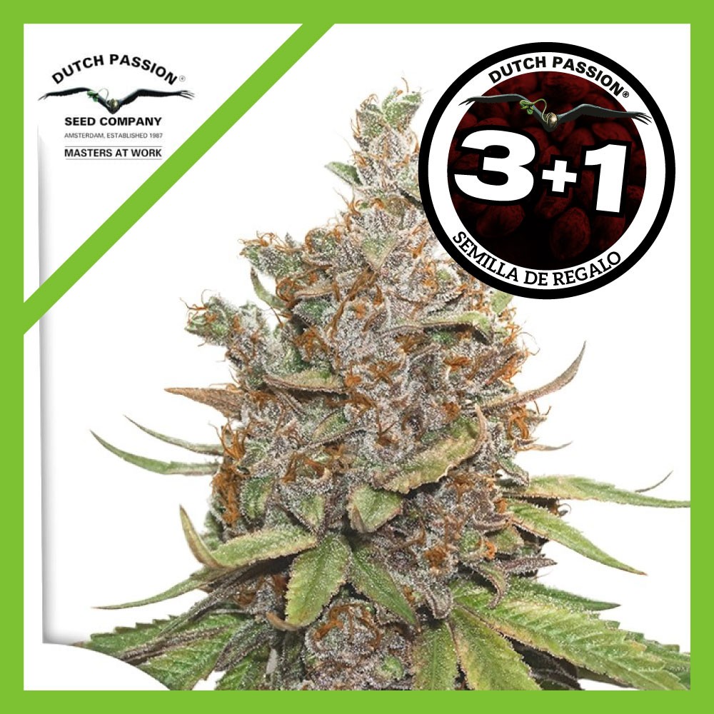 25029.jpg Pack Dutch Passion Glueberry OG Auto X3+1