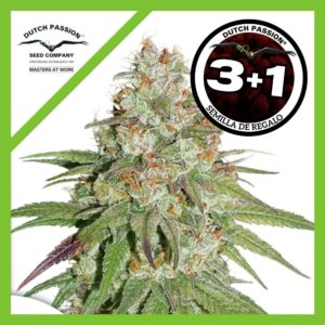 Pack Dutch Passion Glueberry OG Fem X3+1