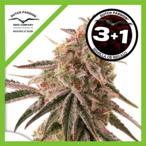 Pack Dutch Passion Frozen Biscotti Fem X3+1