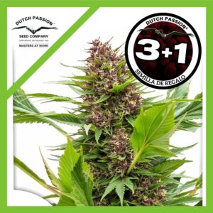 Pack Dutch Passion Frisian Duck Fem X3+1