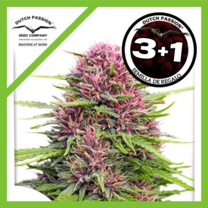 Pack Dutch Passion Frisian Dew Fem X3+1