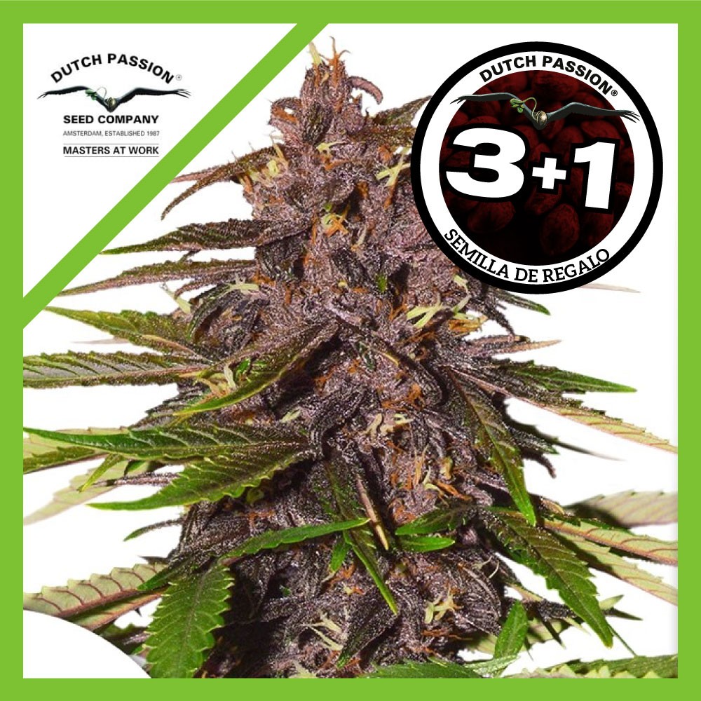 25035.jpg Pack Dutch Passion Forbidden Cherry Auto X3+1