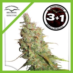 Pack Dutch Passion Desfran Auto X3+1
