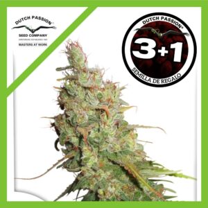 Pack Dutch Passion Desfran Fem X3+1