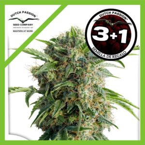 Pack Dutch Passion Daiquiri Lime Auto X3+1