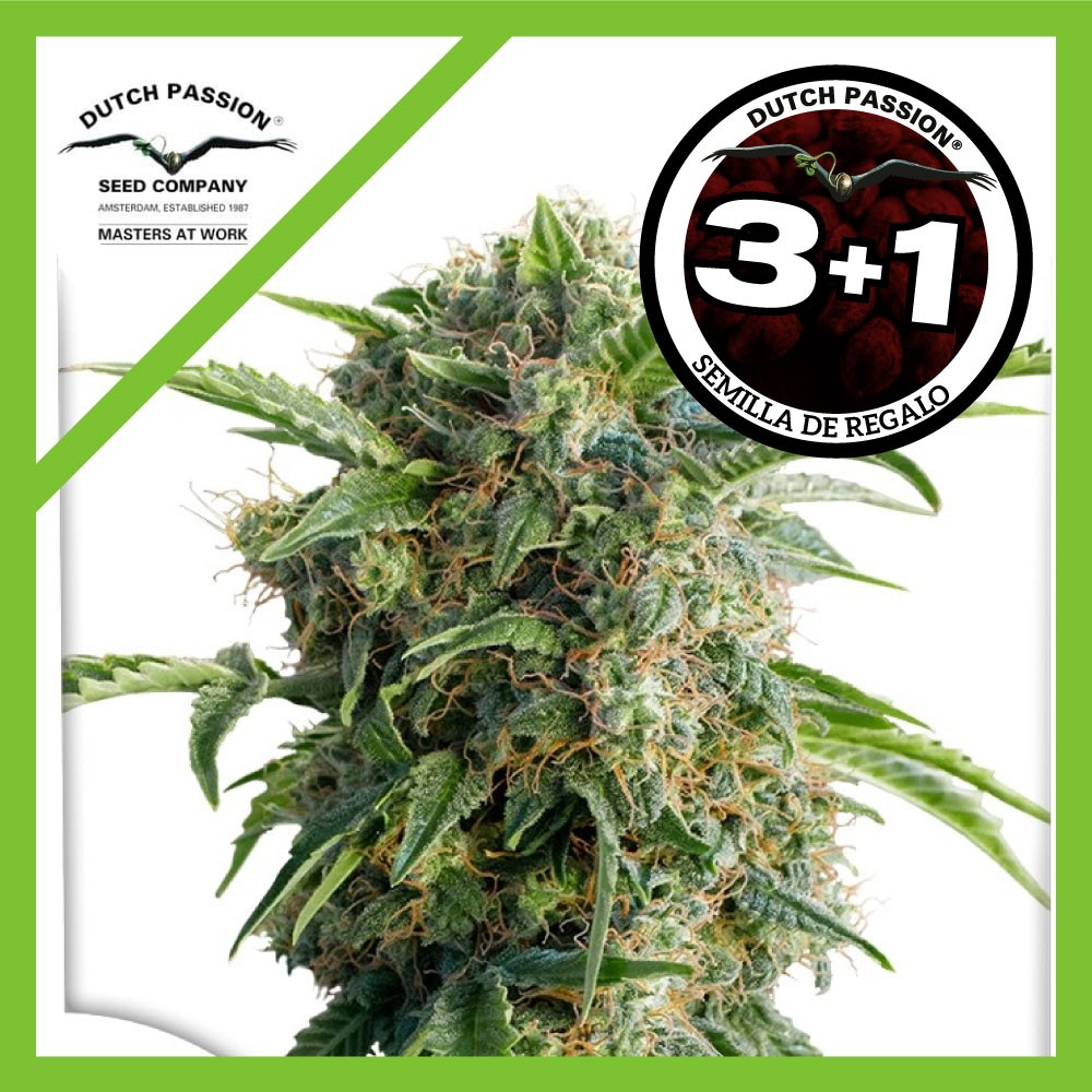 25040.jpg Pack Dutch Passion Daiquiri Lime Auto X3+1