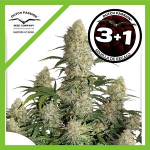 Pack Dutch Passion Critical Orange Punch Auto X3+1