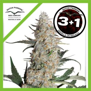 Pack Dutch Passion Critical Orange Punch Fem X3+1