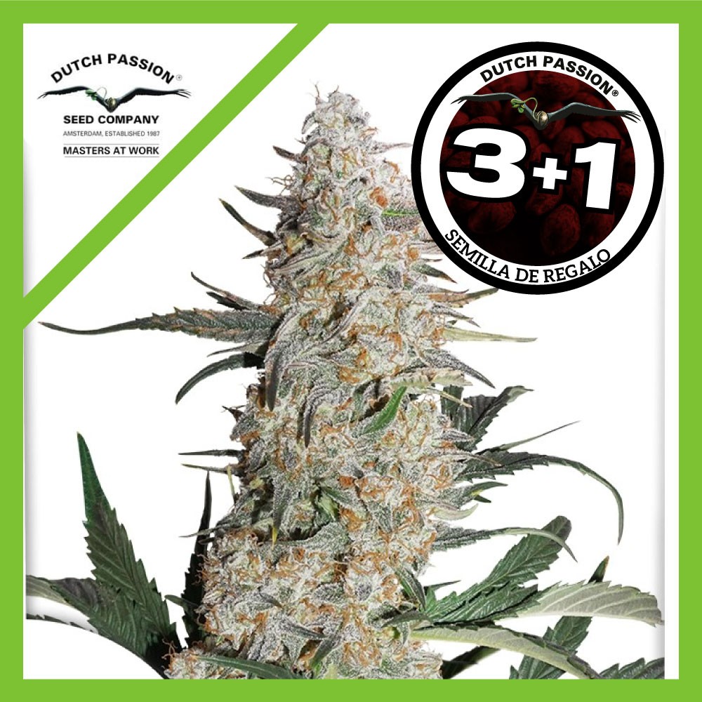 25043.jpg Pack Dutch Passion Critical Orange Punch Fem X3+1