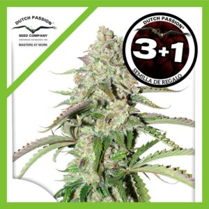 Pack Dutch Passion Colorado Cookies Auto X3+1