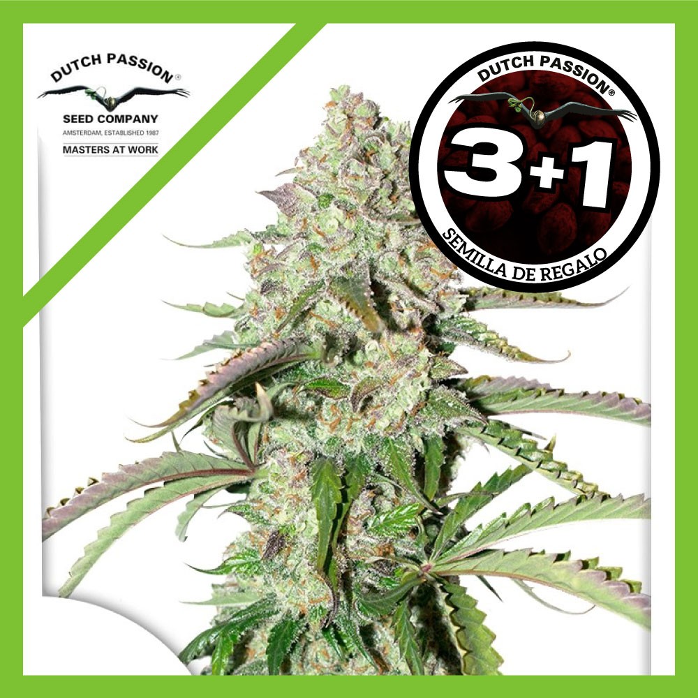 25044.jpg Pack Dutch Passion Colorado Cookies Auto X3+1