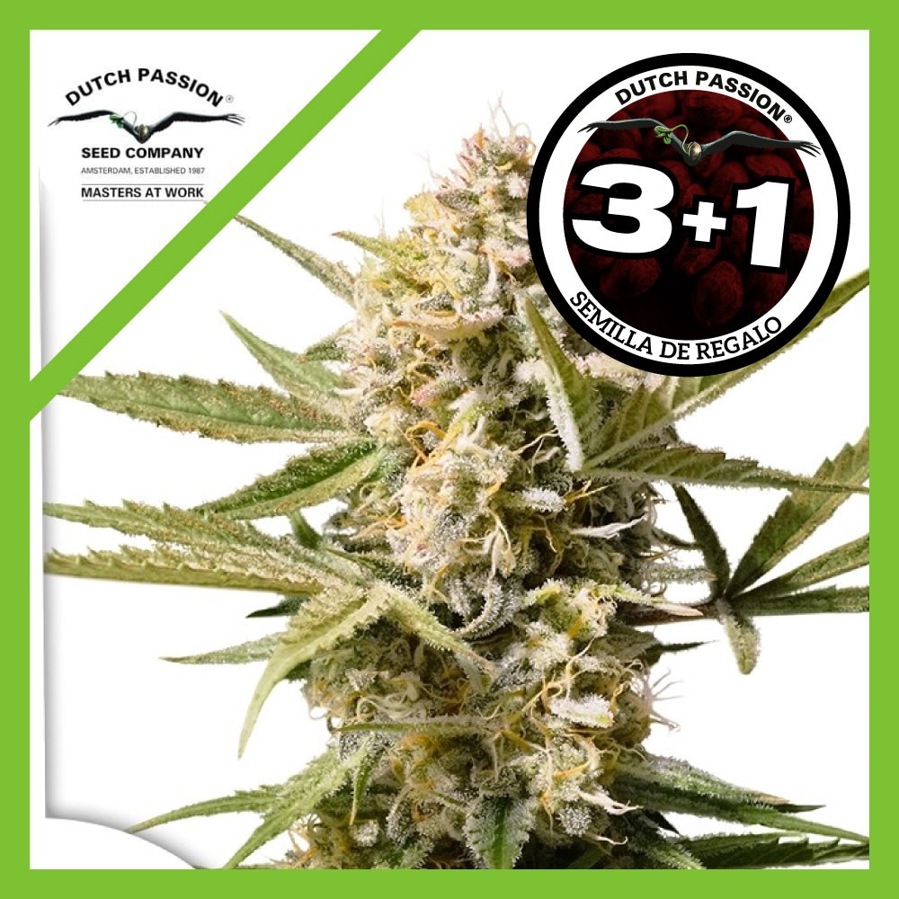 25045.jpg Pack Dutch Passion Cinderella Jack Auto X3+1