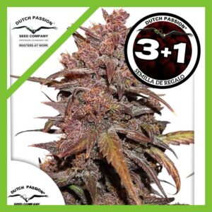 Pack Dutch Passion Blackberry Kush CBD Auto X3+1