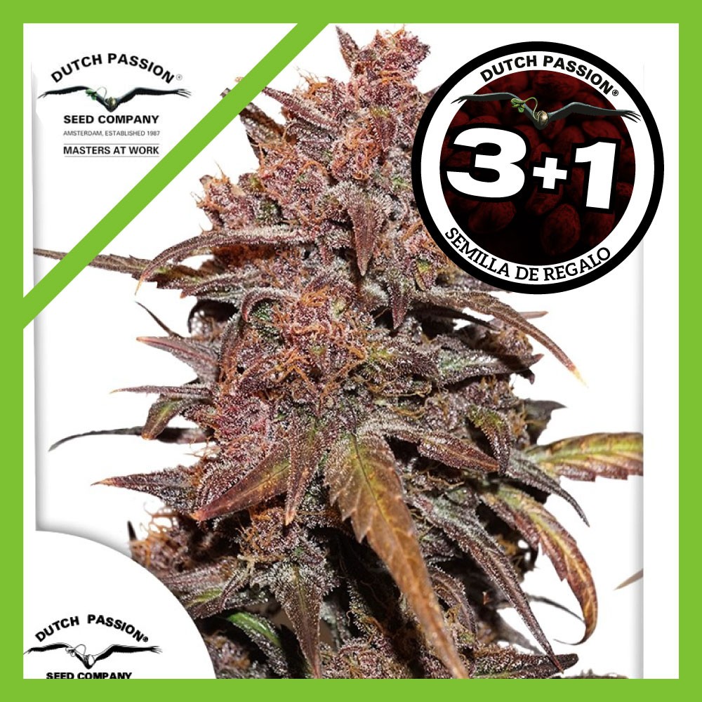 25047.jpg Pack Dutch Passion Blackberry Kush CBD Auto X3+1