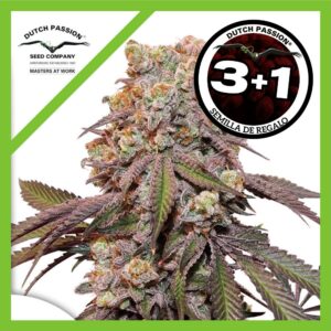 Pack Dutch Passion Candy Bubatz XL Auto X3+1
