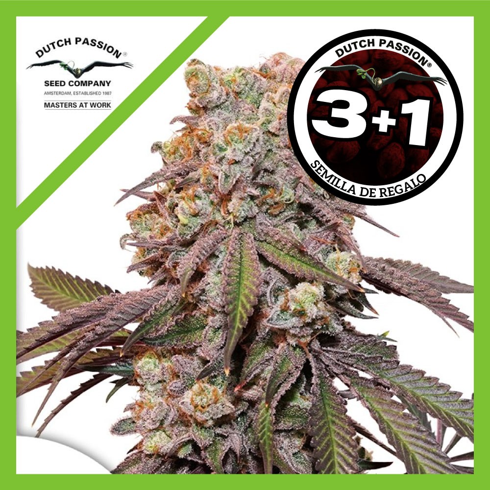 25048.jpg Pack Dutch Passion Candy Bubatz XL Auto X3+1