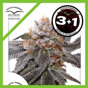 Pack Dutch Passion Blue Zushi Fem X3+1