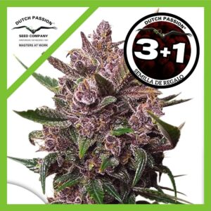 Pack Dutch Passion Blackberry Kush Auto X3+1