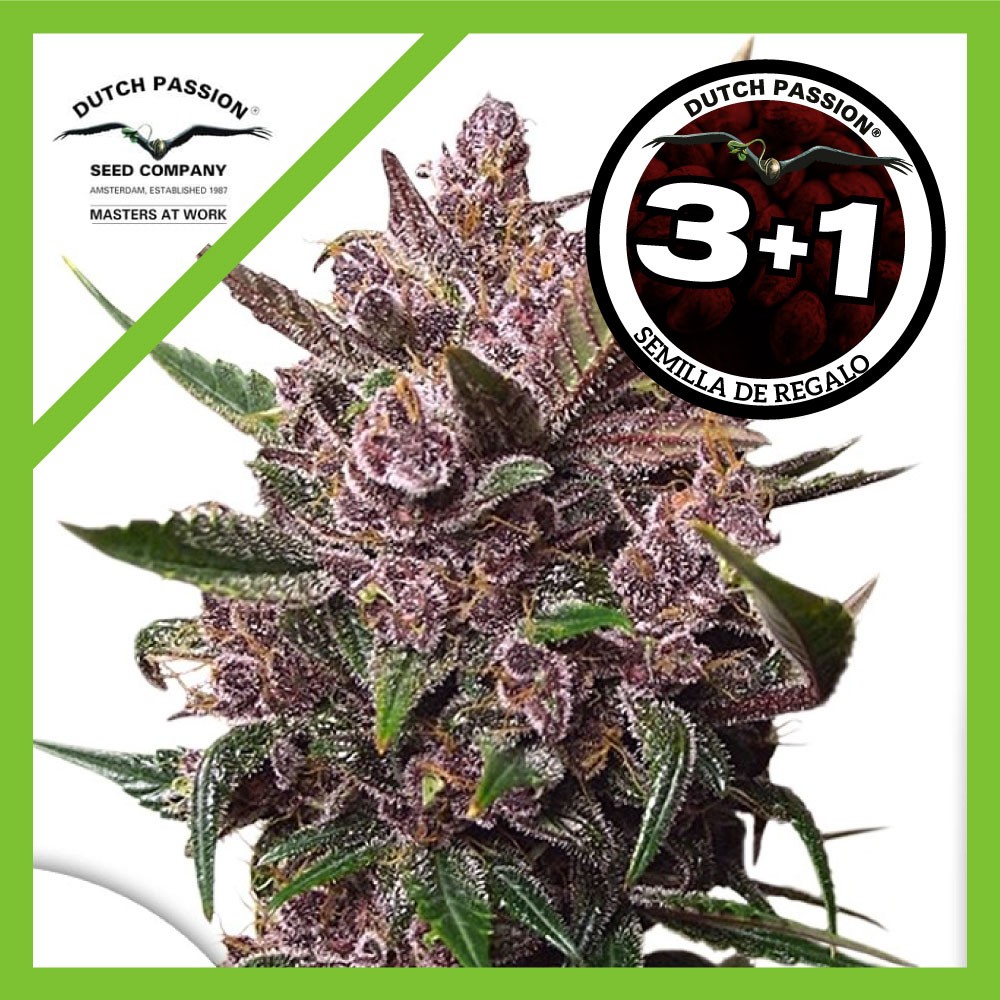 25053.jpg Pack Dutch Passion Blackberry Kush Auto X3+1