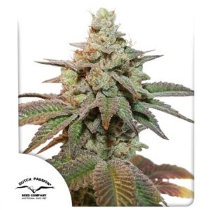 Pack Dutch Passion Kerosene Krash Auto X3