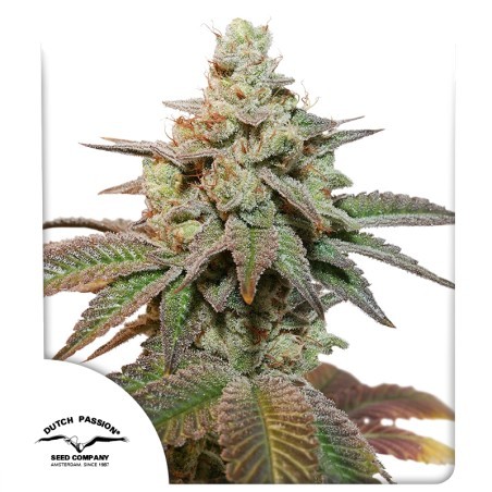 26563.jpg Pack Dutch Passion Kerosene Krash Auto X3