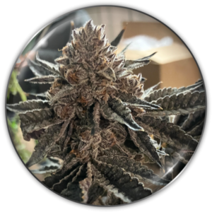 Pack Medical Seeds Chocogas Fem X3
