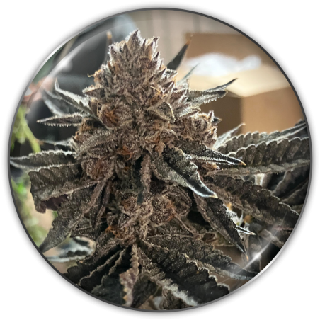 27067-1.png Pack Medical Seeds Chocogas Fem X3