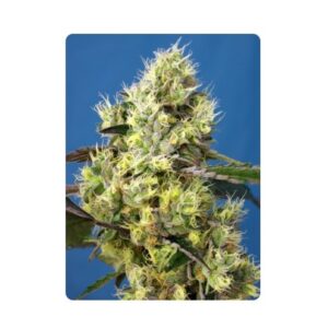 Pack Sweet Seeds Sweet Gelato Auto X100