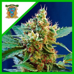 Pack Sweet Seeds Cream Mandarine XL Auto X25