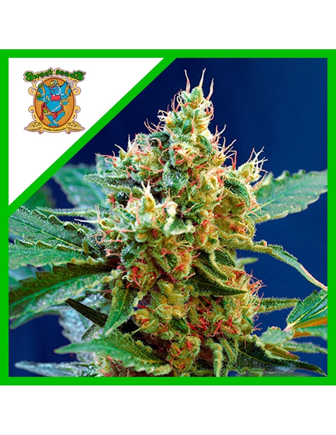 3218.jpg Pack Sweet Seeds Cream Mandarine XL Auto X25