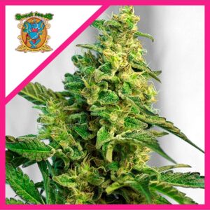 Pack Sweet Seeds Green Poison XL Auto X25