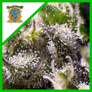 Pack Sweet Seeds Sweet Skunk Auto X25