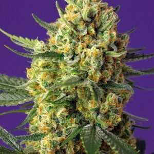 Pack Sweet Seeds Crystal Candy Fem X25
