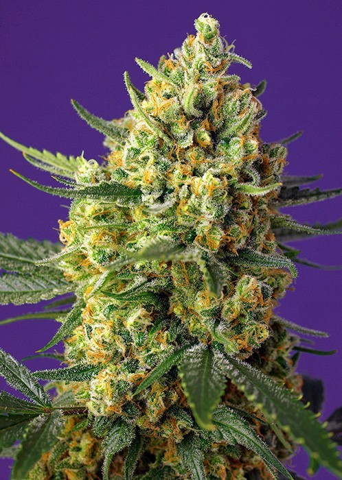 6360.jpg Pack Sweet Seeds Crystal Candy Fem X25