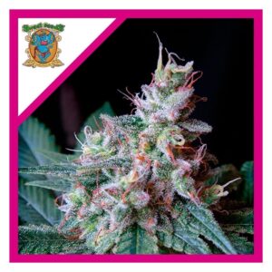Pack Sweet Seeds Cream Caramel Fem X25