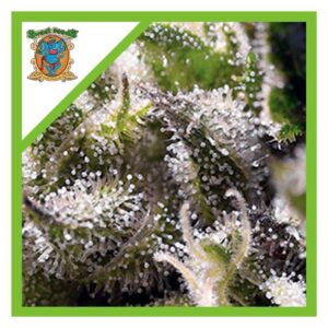 Pack Sweet Seeds Cream Caramel Auto X25