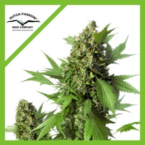 Pack Dutch Passion Duck Auto X3