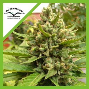 Pack Dutch Passion Blueberry Auto X3