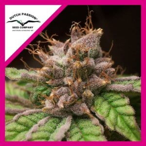 Pack Dutch Passion Blueberry Fem X3