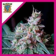 Pack Sweet Seeds Cream Caramel F1 Fem X25
