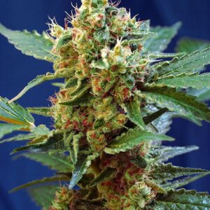 Pack Sweet Seeds Cream Mandarine XL Auto X100