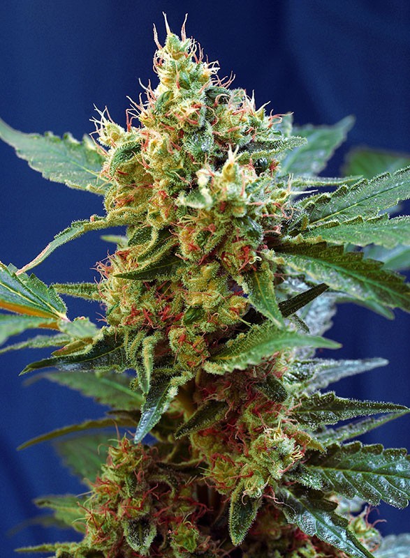 7584.jpg Pack Sweet Seeds Cream Mandarine XL Auto X100