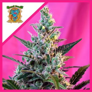 Pack Sweet Seeds Sweet Skunk F1 Fem X100