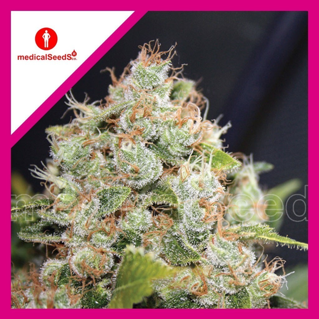 792-1.jpg Pack Medical Seeds BCN Sour Diesel Fem X3+2
