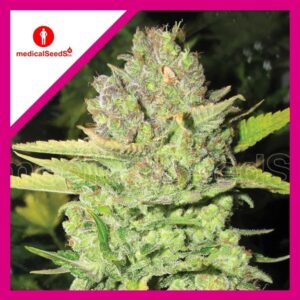 Pack Medical Seeds Devil Fruit Fem X3+2