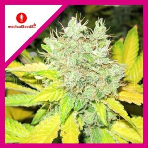 Pack Medical Seeds Jack La Mota Fem X3+2