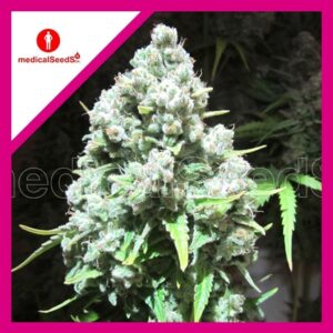 Pack Medical Seeds Malakoff Fem X3+2
