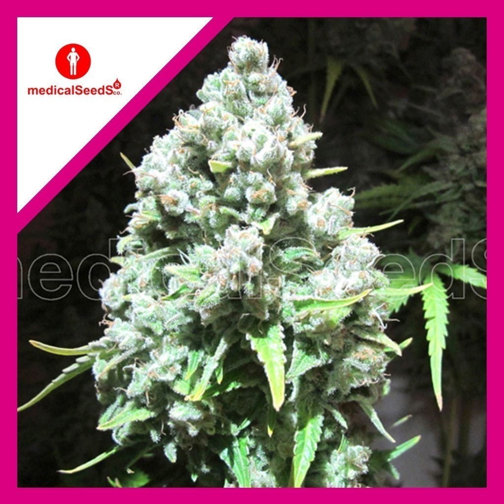 796-1.jpg Pack Medical Seeds Malakoff Fem X3+2
