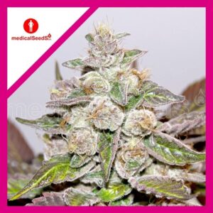 Pack Medical Seeds Mendocino Purple Kush Fem X3+2